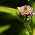 Image result for Persicaria nepalensis