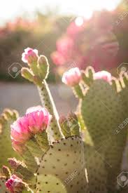 Check spelling or type a new query. Dreamy Arizona Sunset Through Prickly Pear Cactus With Pink Flowers And Lensflare Stock Photo Picture And Royalty Free Image Image 82682197