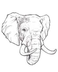Realistic Line Drawings Google Search Olifant Tatoeage Ontwerp Olifant Tekening Olifant Schilderijen
