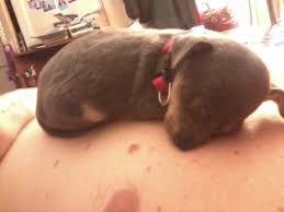 In this video i show how i introduce water to my puppies during their 3rd week. Caring For A 5 Week Old Puppy Thriftyfun