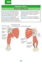 0 Ortho Notes Clinical Exam270p Rotator Cuff Ortho Physiotherapy