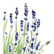 Lavender Plant Print Of Original Watercolor By Thejoyofcolor 21 00 Plant Art Print Plant Art Watercolor Flowers