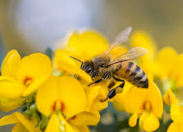 See more ideas about bee friendly flowers, bee friendly, beautiful flowers. Did You Know That Airdrie Is Alberta S Second Bee City Airdrielife Magazine