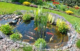 Maybe you would like to learn more about one of these? Koi Pond Installation Purely Ponds Fine Landscapes