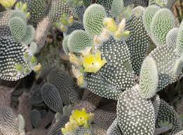 However, when they see how easy it is to care for these interesting plants, they quickly. 295 Cactus Oval Photos Free Royalty Free Stock Photos From Dreamstime