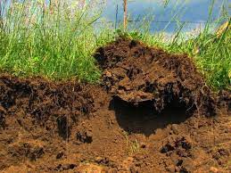 Jenis tanah yang baik untuk menanam tanaman cabe yang pertama adalah tanah yang subur serta gembur. Jenis Tanah Untuk Samak Malaynuinui