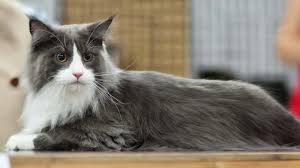 Trying to buy a maine coon kitten or cat in texas? Maine Coon Price How Much Do Maine Coon Cats Cost 2021 Updated