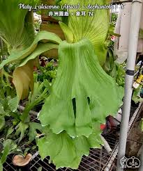 Image result for Platycerium elephantotis