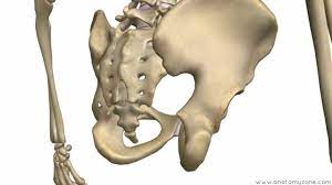 The pelvic bones are the ilium, ischium, pubic rami Bones Of The Pelvis Hip Bones Anatomy Tutorial Youtube