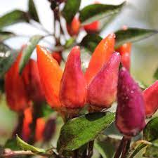 What does the explosive ember look like? Deaflora Chili Malaysian Explosive Ember