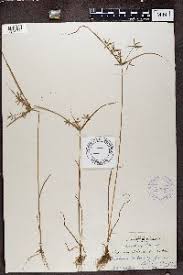Image result for Cyperus pseudoleptocladus