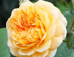 Image result for Margaretta rosea