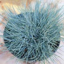 Image result for Festuca