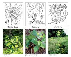 Except for the nettle stings! Poison Ivy Nettles And Parsnips Lake Superior Magazine
