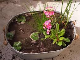 Individuelle Mobel Selber Bauen Wasserteich Miniteich Pflanzen