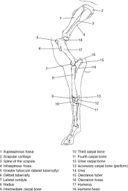 Bones of the leg and foot interactive anatomy guide. The Forelimb Veterian Key
