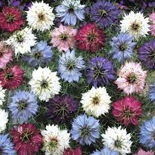 Love In A Mist Multicolor Ragged Lady Flower Seeds Flower Seeds Nigella Annual Plants
