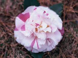 Betty Sheffield Camellia Flower Show Flowers