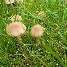 Mein waldgarten pilze im garten from pilze im garten. Was Hilft Gegen Pilze Im Rasen Ndr De Ratgeber Garten