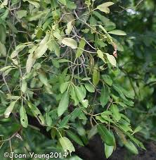 Image result for Ficus sansibarica