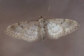 Image result for Eupithecia lanceata