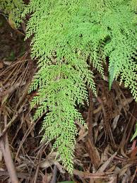 Image result for Lindsaeaceae