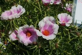 Image result for Portulaca