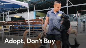 If each box is not checked, your application will not be considered.* Adopt Don T Buy With Shannon Lam Kl Pooch Rescue Youtube