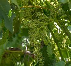 We did not find results for: Annual Grapevine Cycle Grapes From California