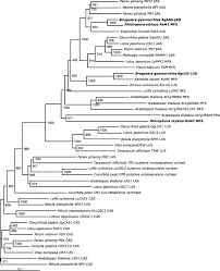 Triterpene synthases from the Okinawan mangrove tribe, Rhizophoraceae