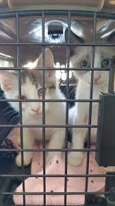 Pay this provider apply now apply now. Bloom Plaza Animal Hospital 5647 Snell Ave San Jose Ca 95123