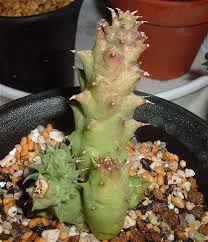 Image result for Orbea tapscottii