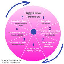Have regular, monthly menstrual periods. Egg Donation Process Northern California Fertility Medical Center