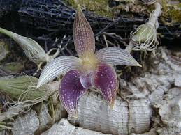Image result for Bulbophyllum fuscum