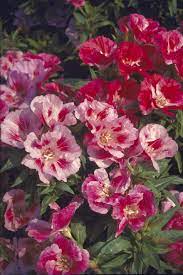 Godetia Grandiflora Flower Seeds Flowers Garden Art