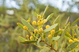 Image result for Cyclocotyla