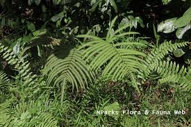 Image result for Amblovenatum