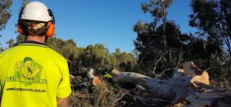 Here's how to get all your mulch for free: Mulch Perth Lumberjacks Wa Tree Services Perth