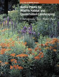 Image result for Macrotyloma densiflorum