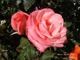 C & m construction company. Ariana Rose Tunisia Rose Flower Power Flowers