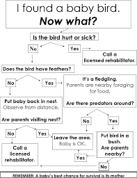 A Great Flow Chart Bird Care Baby Bird Wild Birds Unlimited