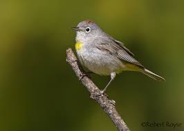 Image result for Vepris rogersii