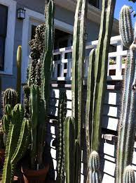A great place to live and visit!! Plant Talk Traffic Stopping Cactus Display In Wallingford Front Garden
