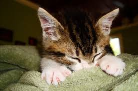 Algunos Comportamientos Extranos De Los Gatos Por Que Lo Hacen Mascotaking