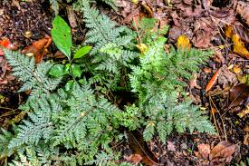 Image result for Lastreopsis