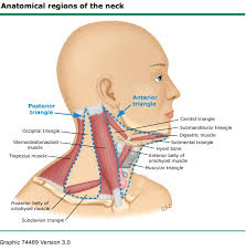 They drain your conjunctiva, lips, tongue, and flour of your mouth. Lymph Nodes In Neck Anatomy Anatomy Drawing Diagram