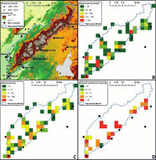 Image result for Tridactyle eggelingii