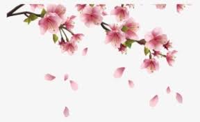 Beautiful Pink Spring Branch With Falling Petals Png Cherry Blossom Drawing Png Transparent Png 1368x855 Free Download On Nicepng Are you looking for sakura flower illustration design images templates psd or png vectors files? cherry blossom drawing png transparent
