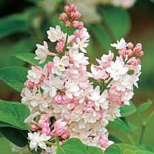 We did not find results for: Beauty Of Moscow Lilac Shrub Buy Lilac Bushes Spring Hill Nurseries