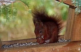 Mittwoch Soll S Hier Regen Geben Sagte Das Eichhornchen In Meinem Garten Das Macht Mir Nix Hier Im Vogelfutterhaus Sitze In 2020 Eichhornchen Bilder Vogelfutterhaus